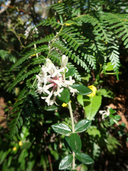 Pimelea nivea