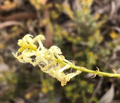 Stackhousia aspericocca