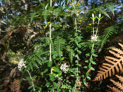 Pimelea nivea