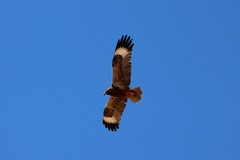 Hamirostra melanosternon