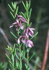 Tetratheca procumbens