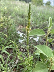 Chascanum hederaceum