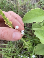 Chascanum hederaceum
