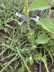 Chascanum hederaceum