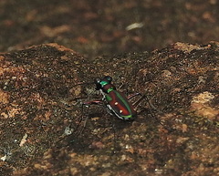 Jansenia rugosiceps