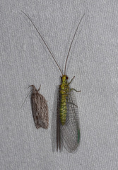Calochrysa extranea