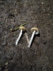 Agaricineae