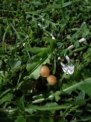Agaricineae