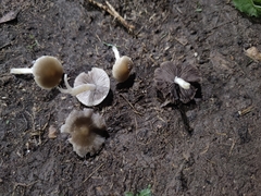 Agaricineae