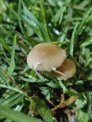 Agaricineae