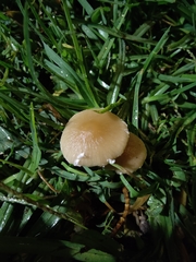 Agaricineae