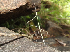 Schizocephala bicornis