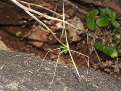 Schizocephala bicornis