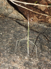 Schizocephala bicornis