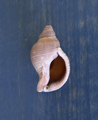 Siphonalia trochulus