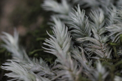 Leucobryum bowringii