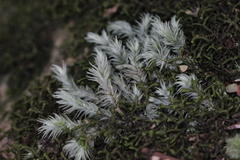 Leucobryum bowringii