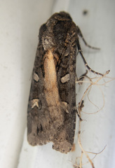 Actebia fennica