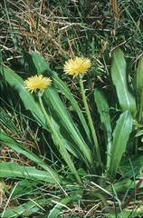 Taraxacum aristum