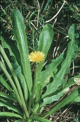 Taraxacum aristum
