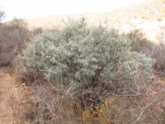 Berberis pinifolia