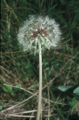 Taraxacum aristum