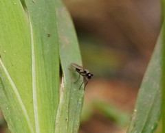 Hydrellia tritici