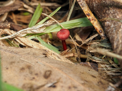Cruentomycena