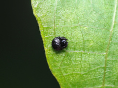Demadiana