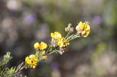 Pultenaea hispidula