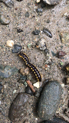 Asiomorpha coarctata