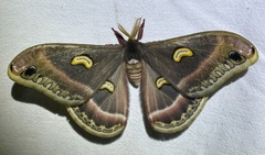 Epiphora kipengerensis