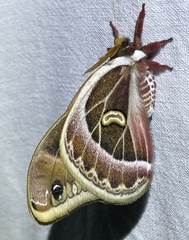 Epiphora kipengerensis