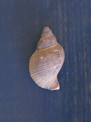 Siphonalia trochulus