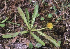 Taraxacum cygnorum