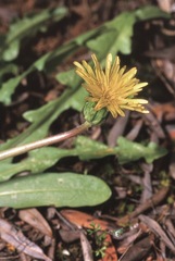 Taraxacum cygnorum