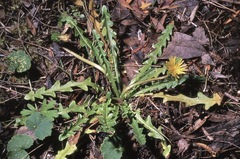 Taraxacum cygnorum