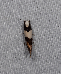 Monopis icterogastra