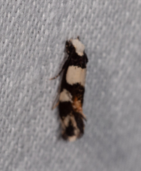 Monopis icterogastra