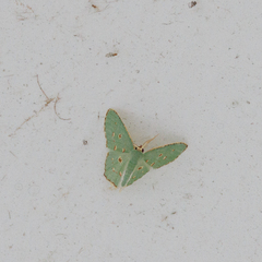 Comostola meritaria