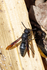 Allorhynchium chinense