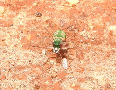 Cicindela calligramma