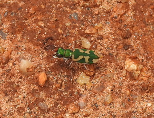 Transverse-banded Tiger Beetle photo 3