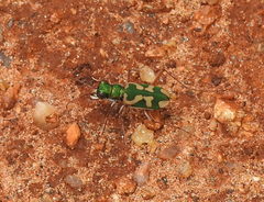 Cicindela calligramma