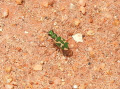 Cicindela calligramma