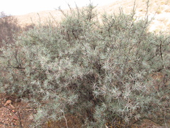 Berberis pinifolia