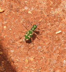 Cicindela calligramma