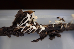 Hymenoscyphus scutula