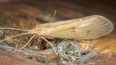 Onocosmoecus unicolor