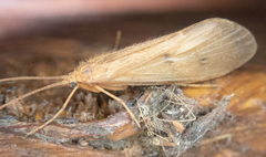 Onocosmoecus unicolor